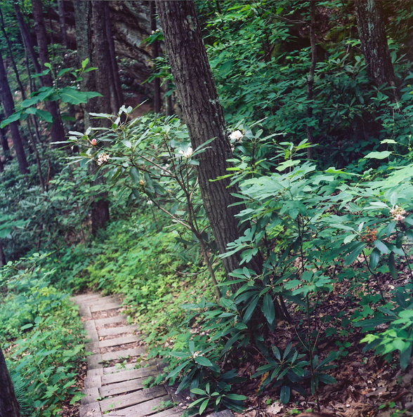Trail and Flowering Rhododendron